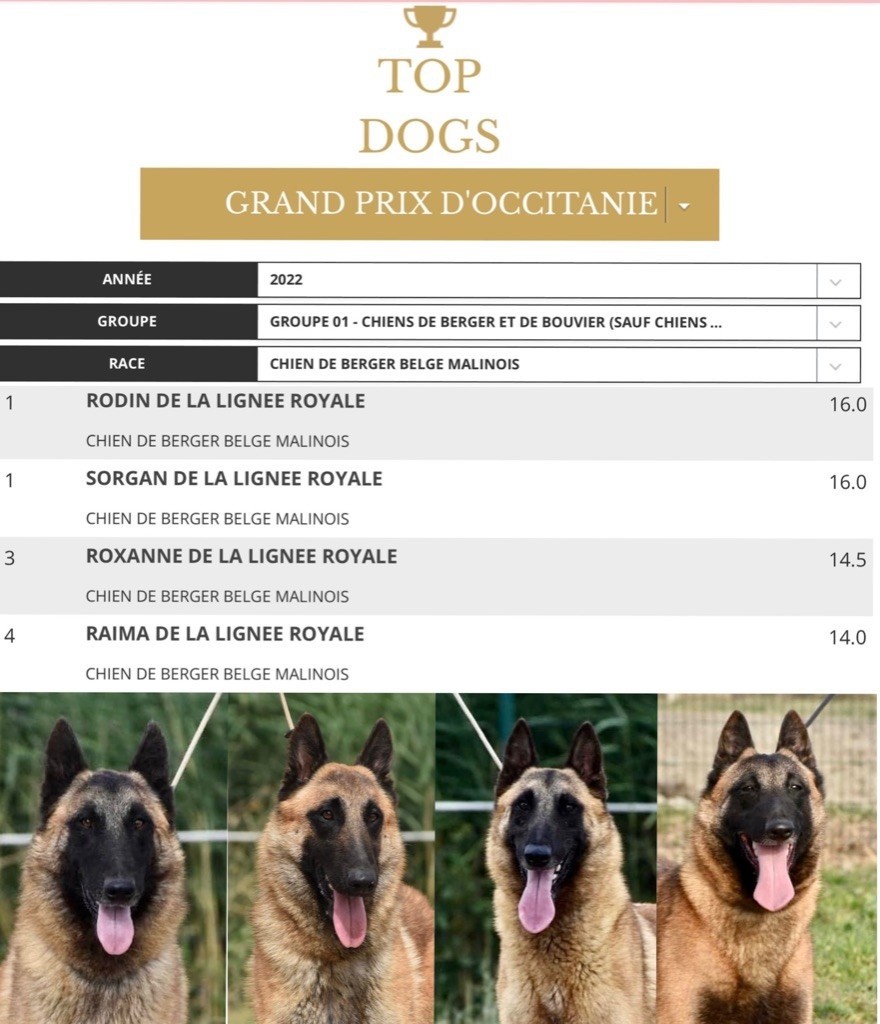 De La Lignée Royale - TOP DOGS du GRAND PRIX D OCCITANIE 2022