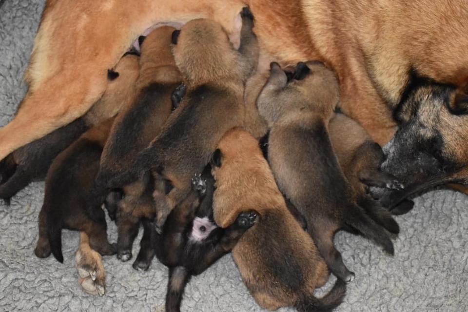 chiot Berger Belge De La Lignée Royale