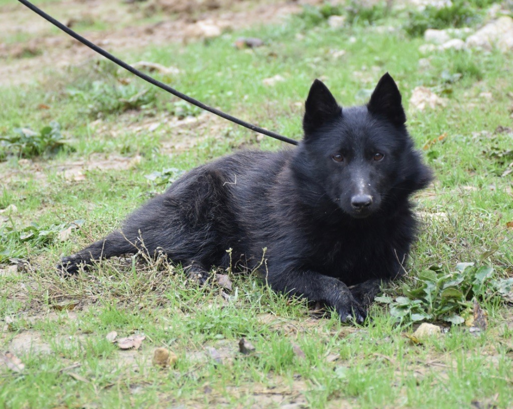 De La Lignée Royale - Chiot disponible  - Schipperke