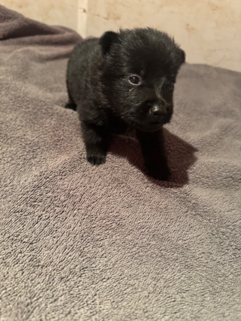 De La Lignée Royale - Chiot disponible  - Schipperke