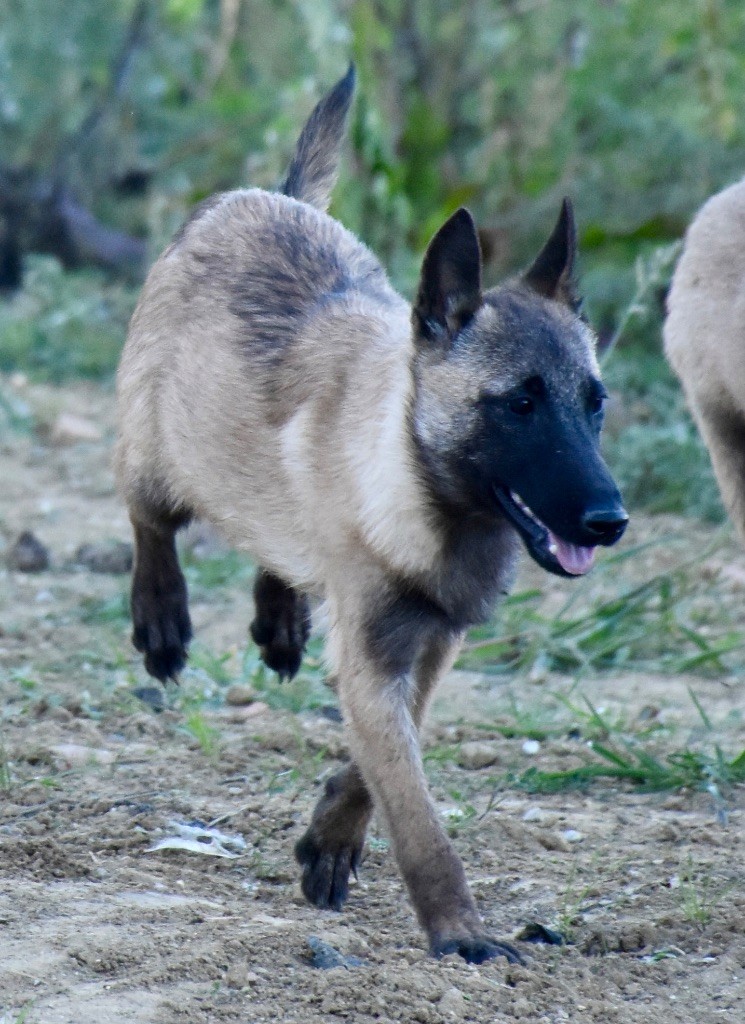 De La Lignée Royale - Chiot disponible  - Berger Belge