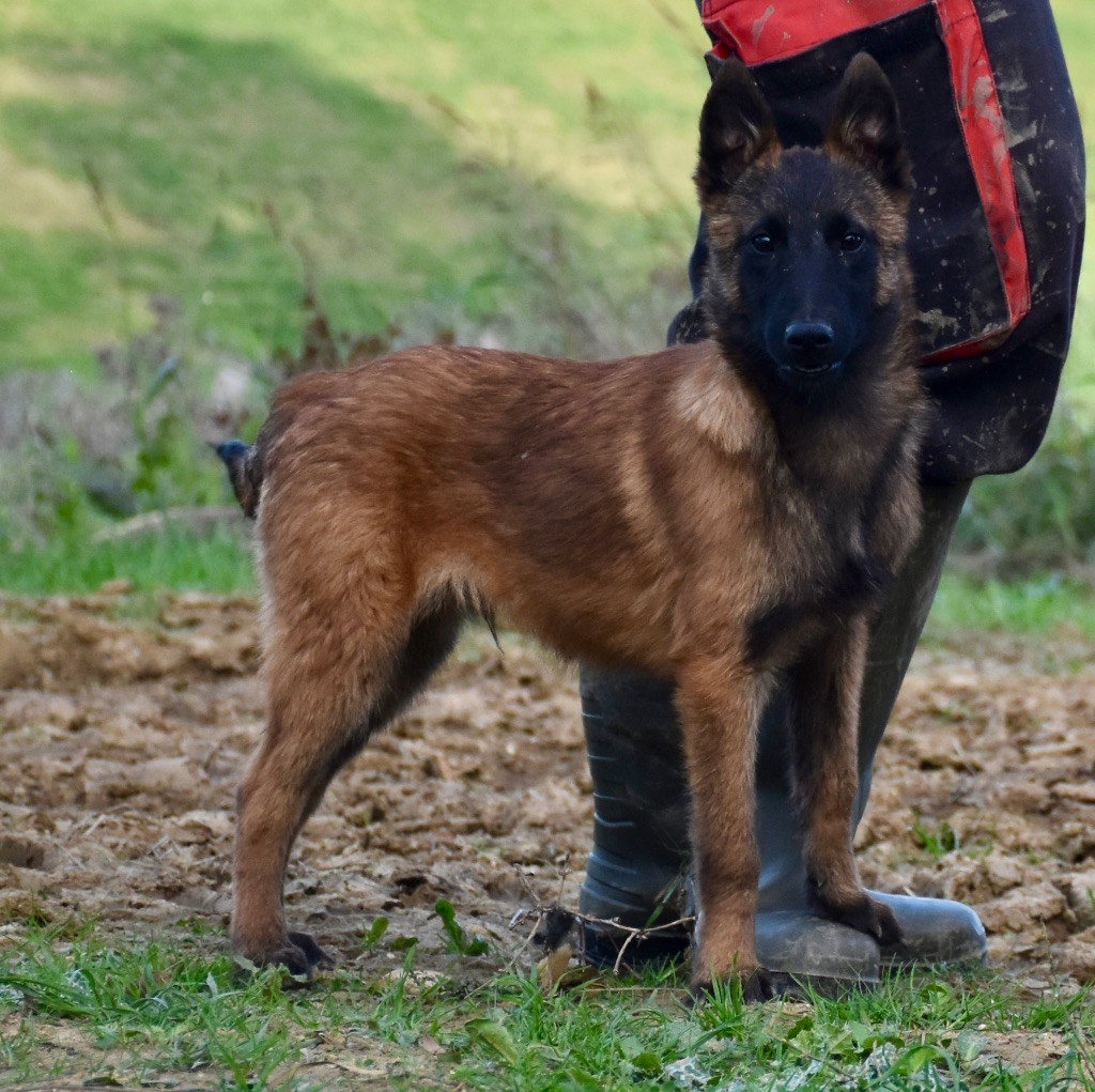 De La Lignée Royale - Chiot disponible  - Berger Belge