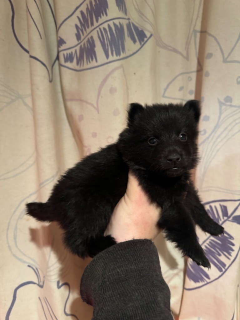 De La Lignée Royale - Chiot disponible  - Schipperke