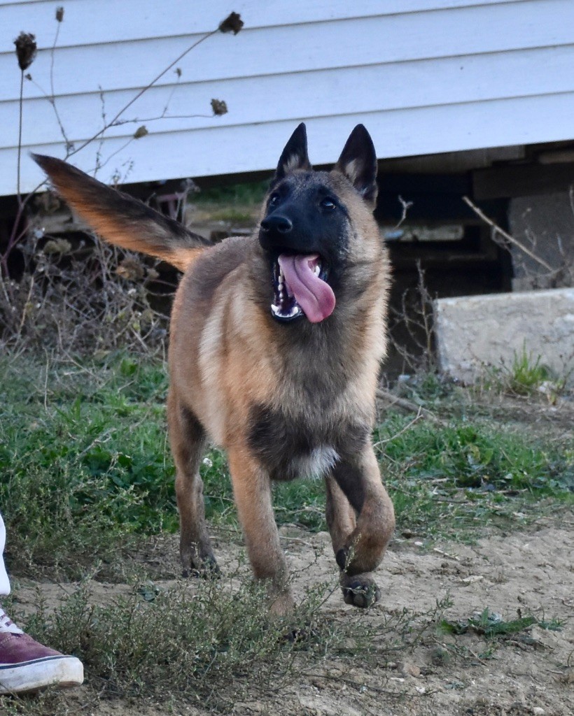 De La Lignée Royale - Chiot disponible  - Berger Belge