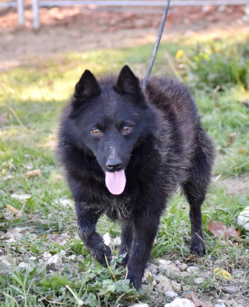 De La Lignée Royale - Chiot disponible  - Schipperke