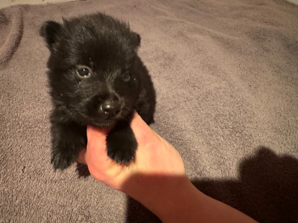 De La Lignée Royale - Chiot disponible  - Schipperke