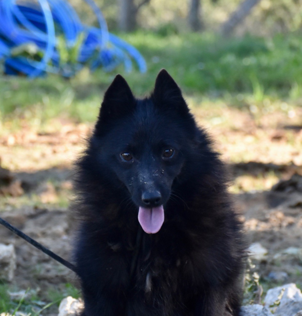 De La Lignée Royale - Chiot disponible  - Schipperke