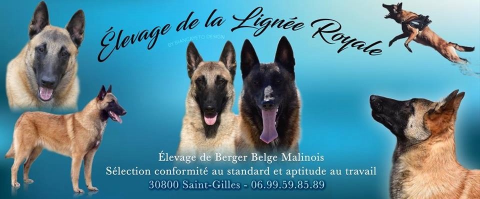 Race de chien : Berger belge malinois - Tout Chien le Magazine