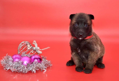 CHIOT