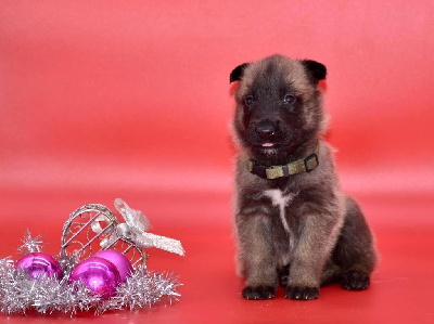 CHIOT