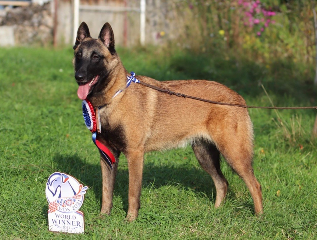 Elevage Malinois Grand Est